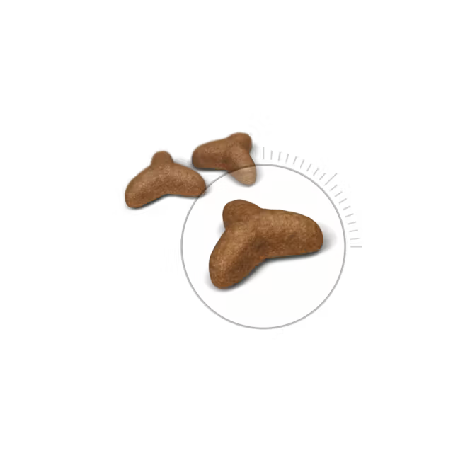 רויאל קנין חתול לייט