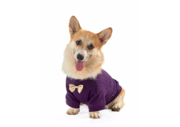 סוודר קלאסי סגול עם פפיון לכלב ריבוס